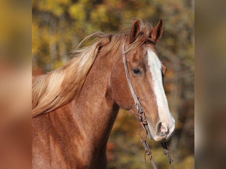 American Quarter Horse Castrone 10 Anni 155 cm Roano rosso in Level Green KY