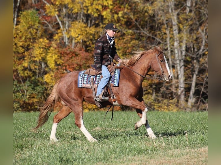 American Quarter Horse Castrone 10 Anni 155 cm Roano rosso in Level Green KY