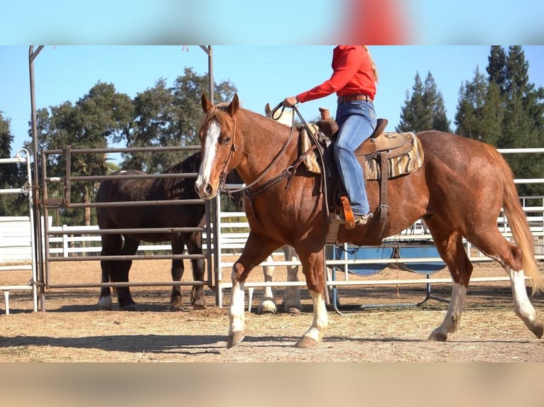 American Quarter Horse Castrone 10 Anni 155 cm Roano rosso in Waterford, CA