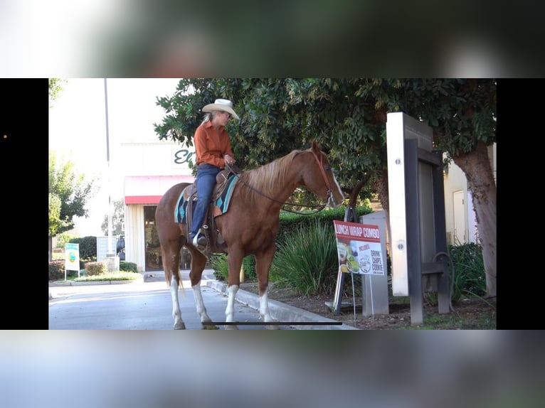 American Quarter Horse Castrone 10 Anni 155 cm Roano rosso in Waterford, CA