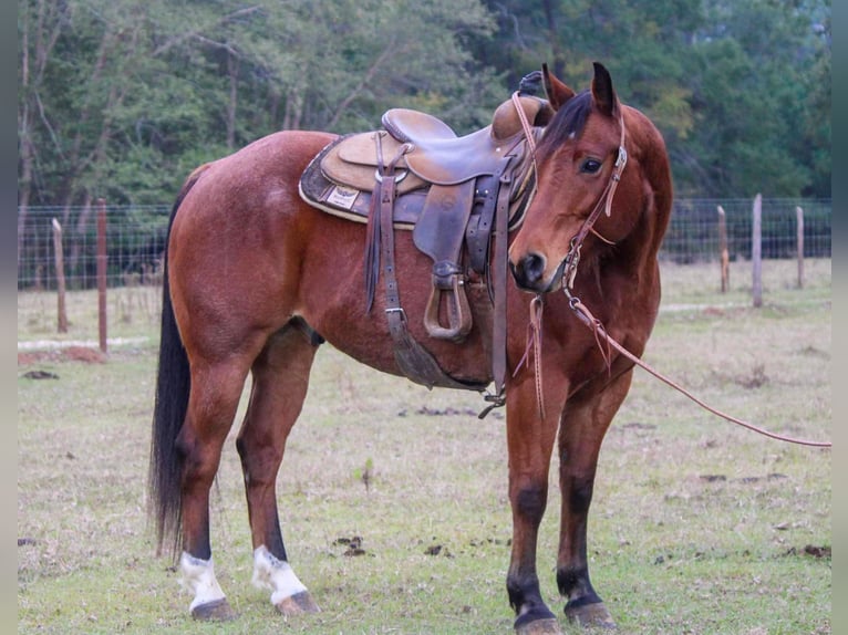 American Quarter Horse Castrone 10 Anni 155 cm Sauro ciliegia in RUSK TX