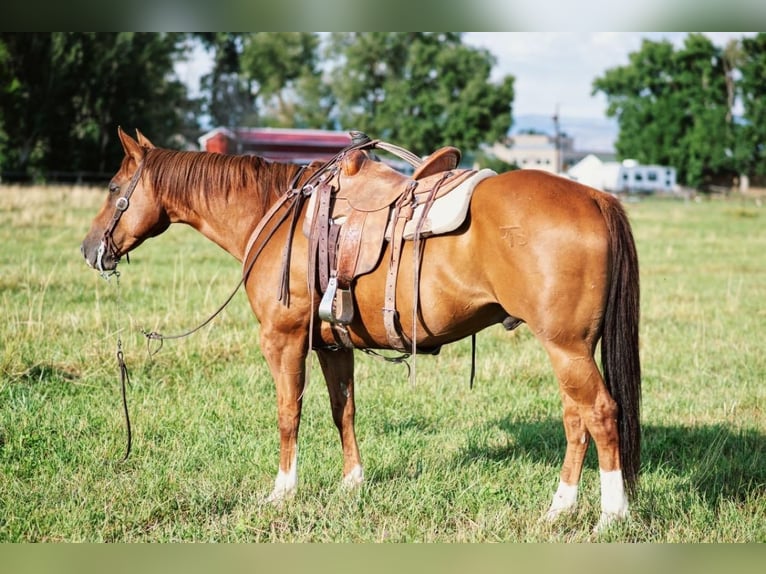 American Quarter Horse Castrone 10 Anni 155 cm Sauro ciliegia in Lovell, WY