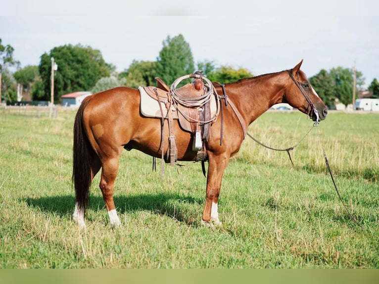 American Quarter Horse Castrone 10 Anni 155 cm Sauro ciliegia in Lovell, WY