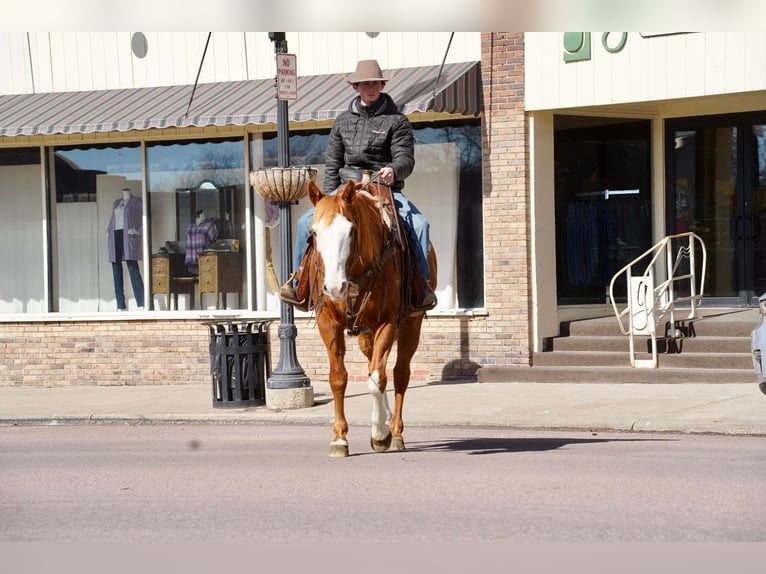 American Quarter Horse Castrone 10 Anni 155 cm Sauro ciliegia in Sioux Falls, SD