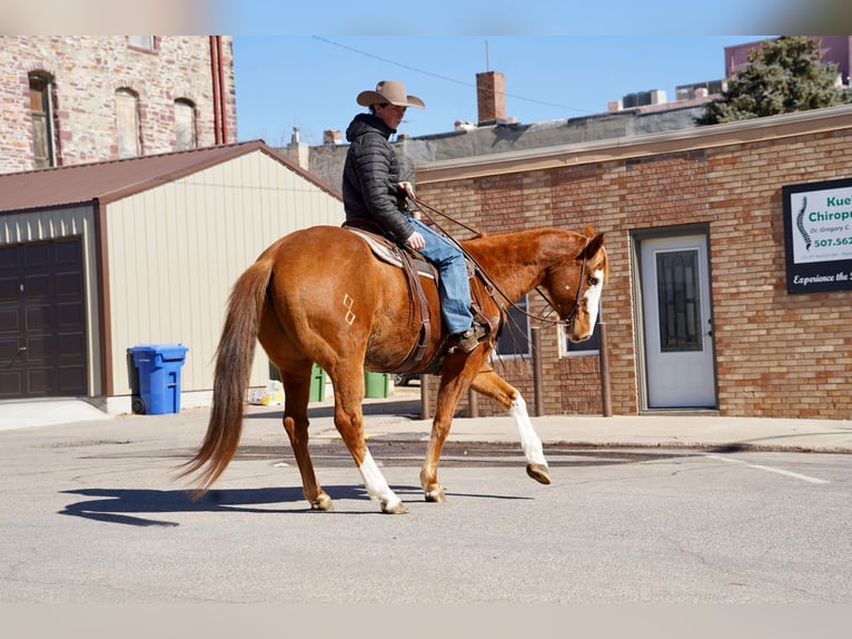 American Quarter Horse Castrone 10 Anni 155 cm Sauro ciliegia in Sioux Falls, SD