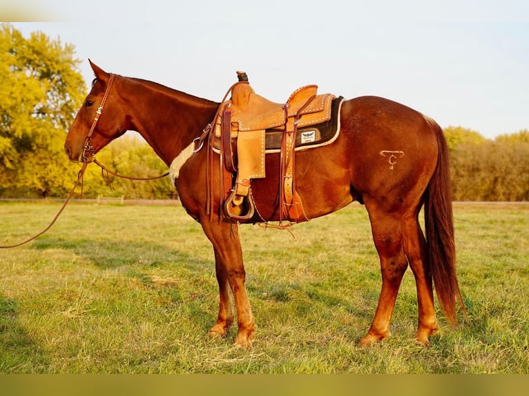American Quarter Horse Castrone 10 Anni 155 cm Sauro ciliegia in Valley Springs, SD