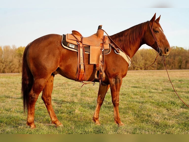 American Quarter Horse Castrone 10 Anni 155 cm Sauro ciliegia in Valley Springs, SD