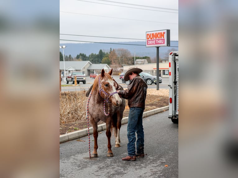 American Quarter Horse Castrone 10 Anni 155 cm Sauro scuro in Needmore