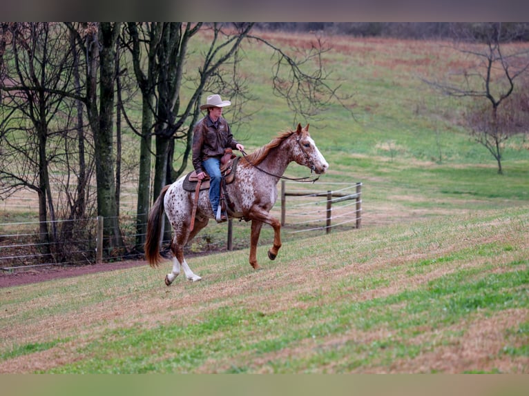 American Quarter Horse Castrone 10 Anni 155 cm Sauro scuro in Needmore