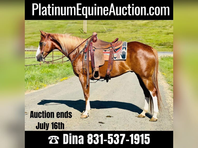 American Quarter Horse Castrone 10 Anni 155 cm Sauro scuro in Paso Robles, CA