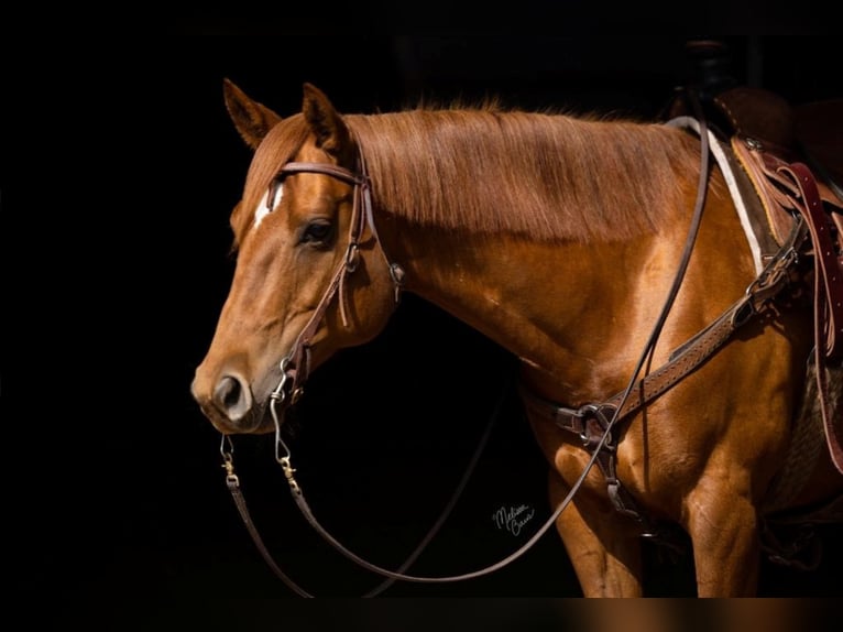 American Quarter Horse Castrone 10 Anni 155 cm Sauro scuro in Clayton WI