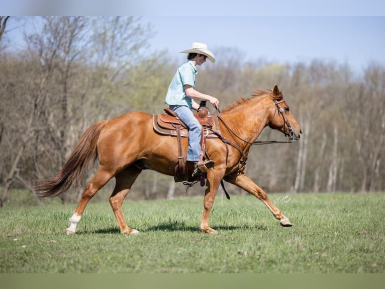 American Quarter Horse Castrone 10 Anni 155 cm Sauro scuro in Clayton WI