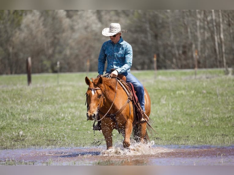 American Quarter Horse Castrone 10 Anni 155 cm Sauro scuro in Clayton WI