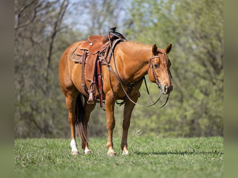 American Quarter Horse Castrone 10 Anni 155 cm Sauro scuro in Clayton WI