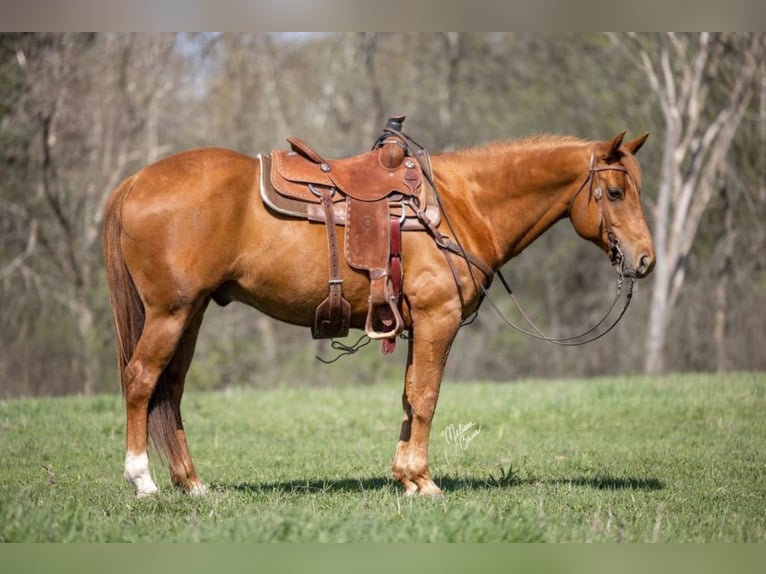 American Quarter Horse Castrone 10 Anni 155 cm Sauro scuro in Clayton WI