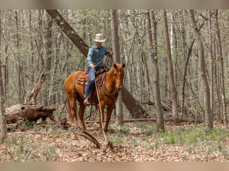 American Quarter Horse Castrone 10 Anni 155 cm Sauro scuro in Clayton WI