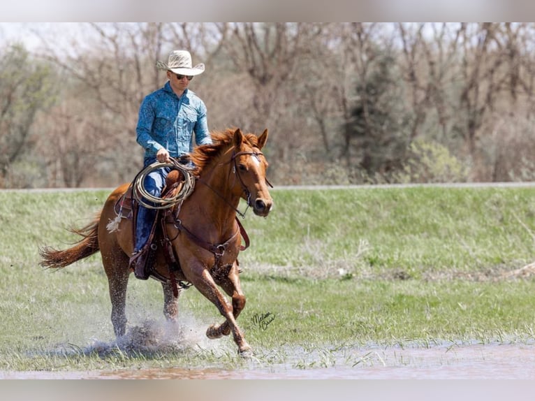 American Quarter Horse Castrone 10 Anni 155 cm Sauro scuro in Clayton WI