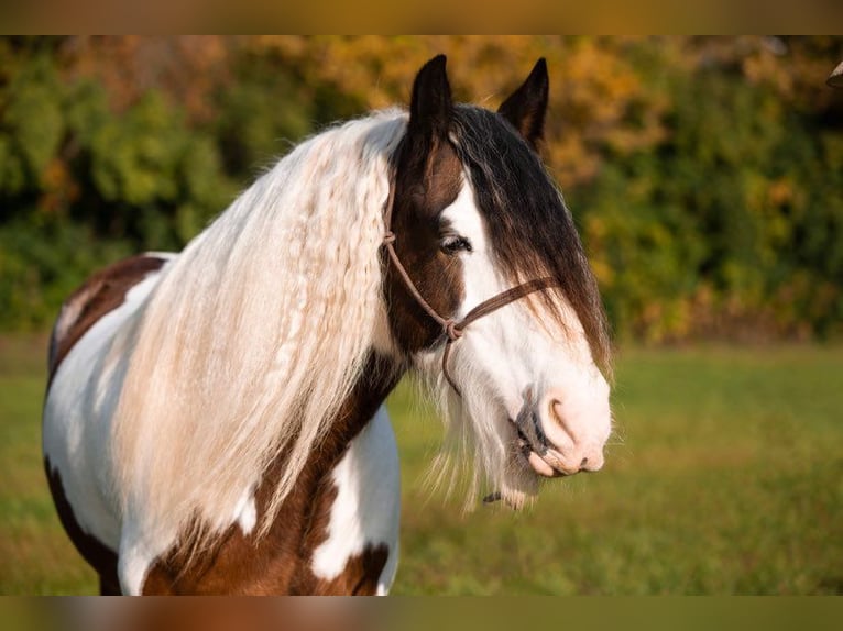 American Quarter Horse Castrone 10 Anni 155 cm Tobiano-tutti i colori in Middletown OH