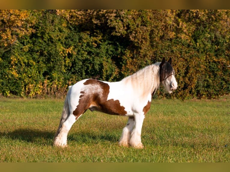 American Quarter Horse Castrone 10 Anni 155 cm Tobiano-tutti i colori in Middletown OH