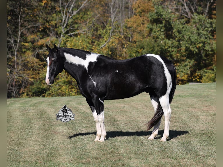 American Quarter Horse Castrone 10 Anni 155 cm Tobiano-tutti i colori in Wickenburg