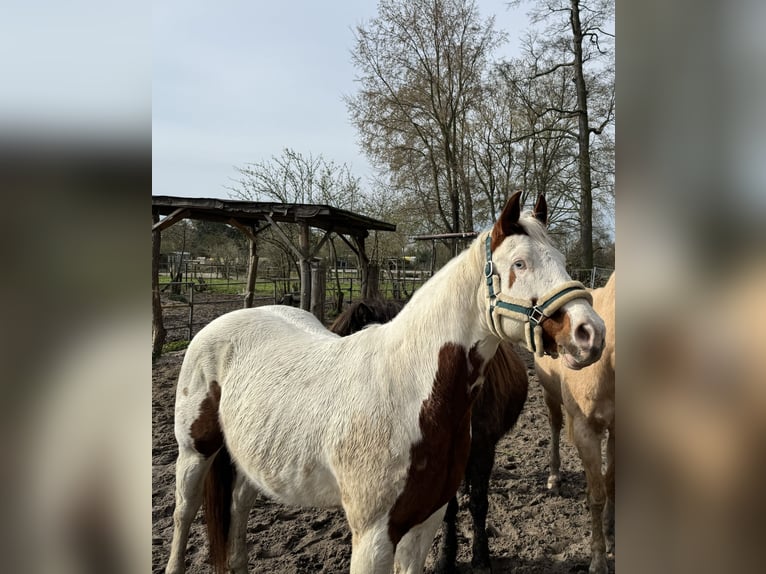 American Quarter Horse Castrone 10 Anni 156 cm Pezzato in Berlin