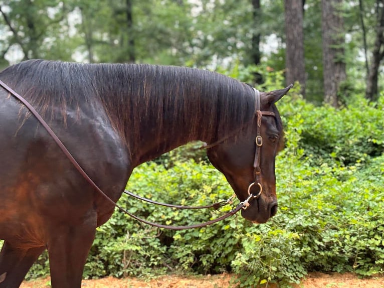 American Quarter Horse Castrone 10 Anni 157 cm Baio ciliegia in Dawson GA