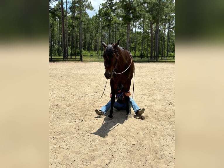 American Quarter Horse Castrone 10 Anni 157 cm Baio ciliegia in Dawson GA