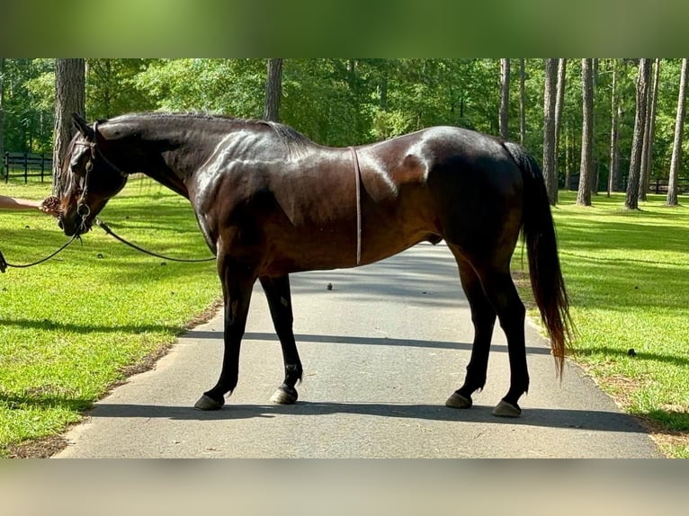 American Quarter Horse Castrone 10 Anni 157 cm Baio ciliegia in Dawson GA