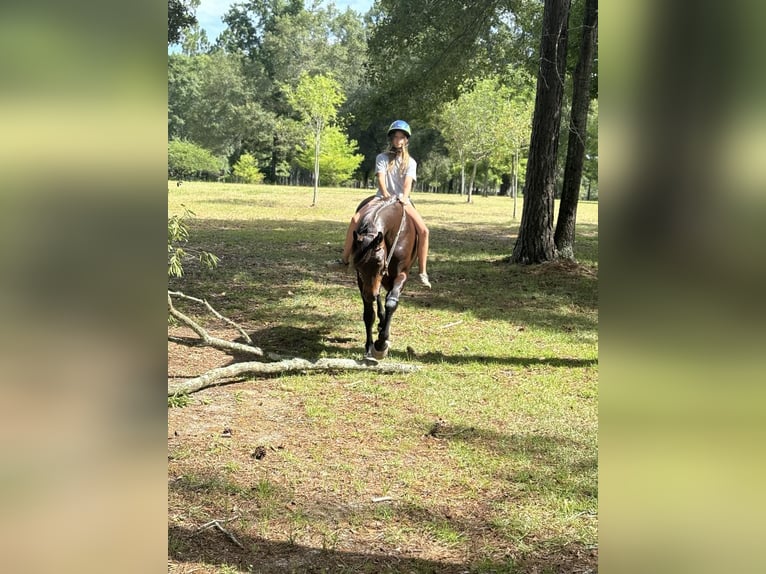 American Quarter Horse Castrone 10 Anni 157 cm Baio ciliegia in Dawson GA