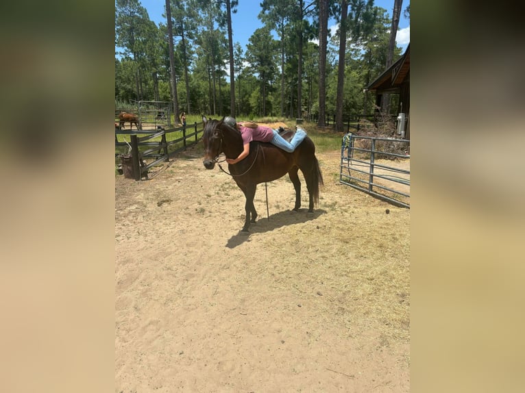 American Quarter Horse Castrone 10 Anni 157 cm Baio ciliegia in Dawson GA