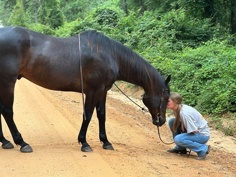 American Quarter Horse Castrone 10 Anni 157 cm Baio ciliegia in Dawson GA