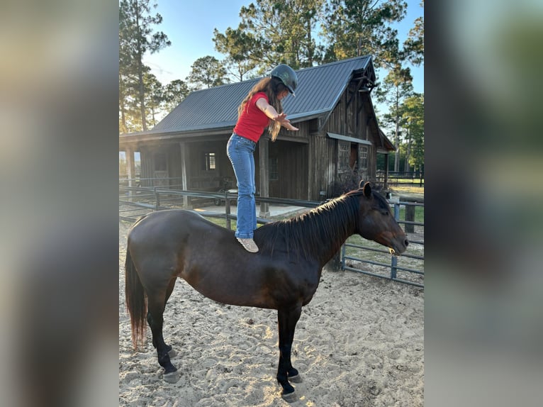 American Quarter Horse Castrone 10 Anni 157 cm Baio ciliegia in Dawson GA