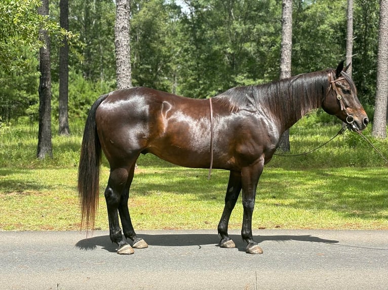 American Quarter Horse Castrone 10 Anni 157 cm Baio ciliegia in Dawson GA