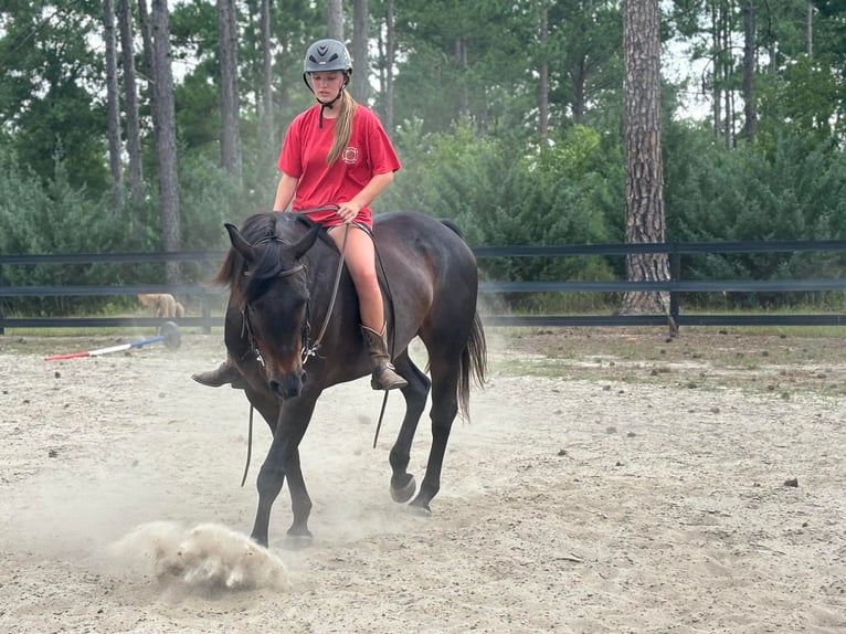 American Quarter Horse Castrone 10 Anni 157 cm Baio ciliegia in Dawson GA