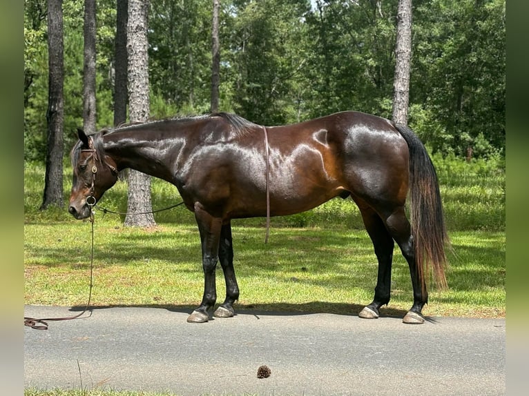 American Quarter Horse Castrone 10 Anni 157 cm Baio ciliegia in Dawson GA