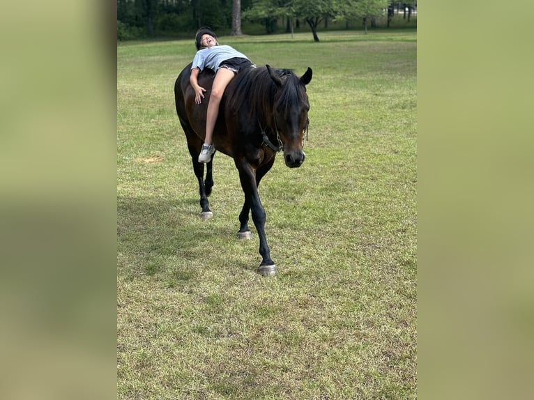 American Quarter Horse Castrone 10 Anni 157 cm Baio ciliegia in Dawson GA