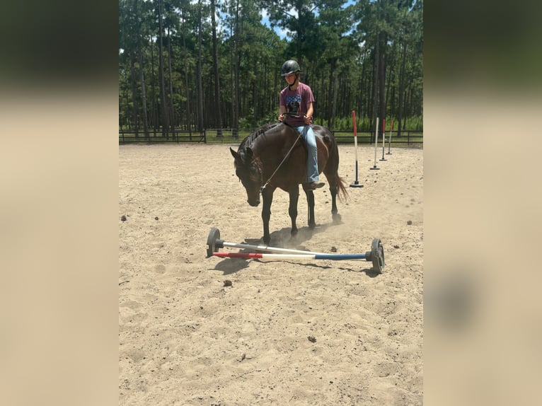 American Quarter Horse Castrone 10 Anni 157 cm Baio ciliegia in Dawson GA