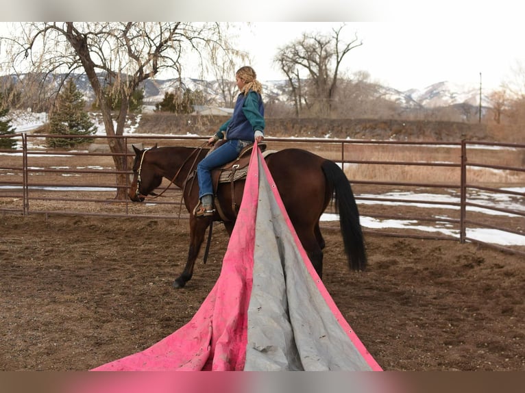 American Quarter Horse Castrone 10 Anni 157 cm Baio ciliegia in Fort Collins, CO