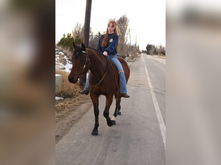 American Quarter Horse Castrone 10 Anni 157 cm Baio ciliegia in Fort Collins, CO