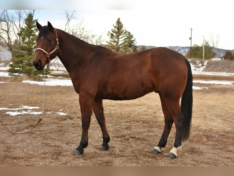 American Quarter Horse Castrone 10 Anni 157 cm Baio ciliegia in Fort Collins, CO