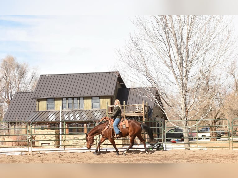 American Quarter Horse Castrone 10 Anni 157 cm Baio ciliegia in Fort Collins, CO