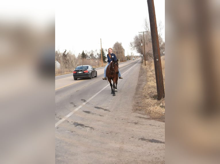 American Quarter Horse Castrone 10 Anni 157 cm Baio ciliegia in Fort Collins, CO