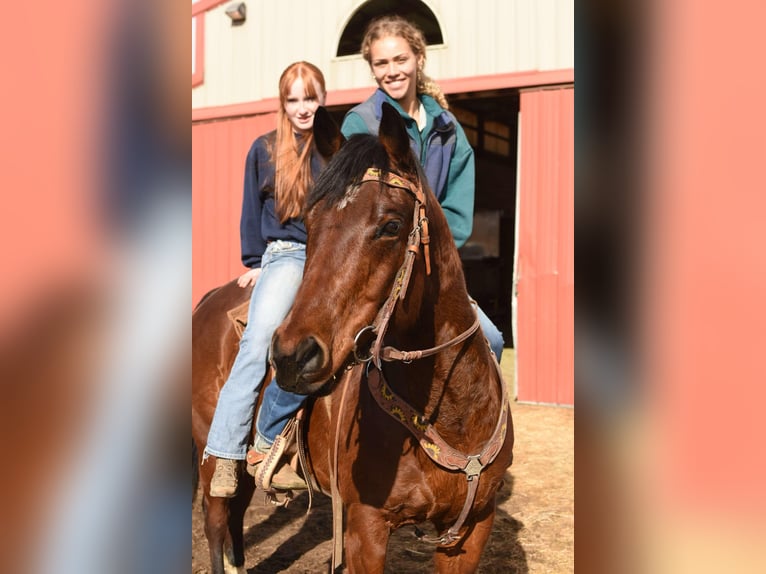 American Quarter Horse Castrone 10 Anni 157 cm Baio ciliegia in Fort Collins, CO