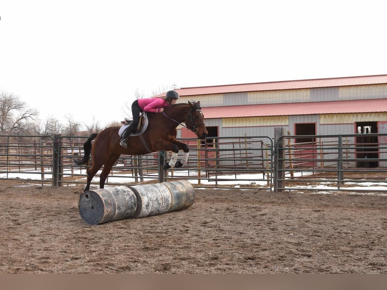 American Quarter Horse Castrone 10 Anni 157 cm Baio ciliegia in Fort Collins, CO