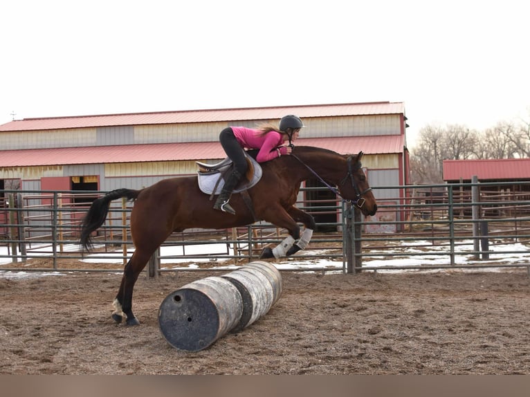 American Quarter Horse Castrone 10 Anni 157 cm Baio ciliegia in Fort Collins, CO