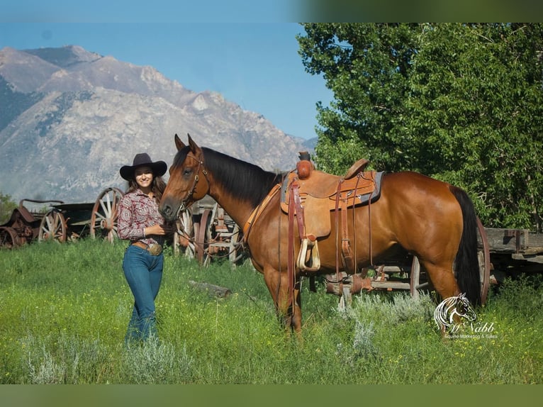 American Quarter Horse Castrone 10 Anni 157 cm Baio ciliegia in Cody, WY