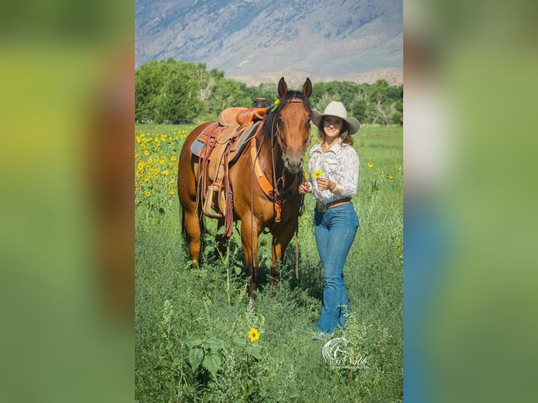American Quarter Horse Castrone 10 Anni 157 cm Baio ciliegia in Cody, WY