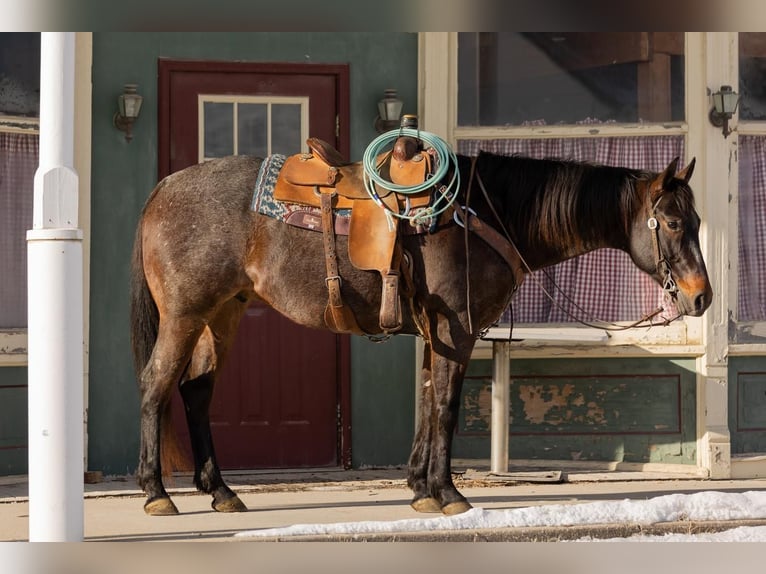 American Quarter Horse Castrone 10 Anni 157 cm Baio roano in Decorah, IA