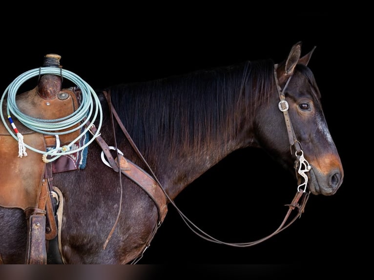 American Quarter Horse Castrone 10 Anni 157 cm Baio roano in Decorah, IA