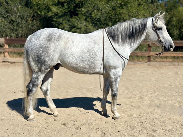 American Quarter Horse Castrone 10 Anni 157 cm Grigio in Bitterwater CA